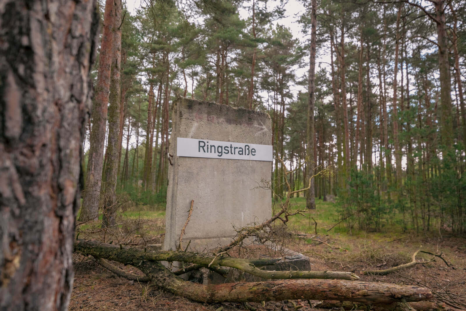 Schild mit der Aufschrift "Ringstraße" in einem bewaldeten Gebiet, umgeben von Bäumen und Moos.