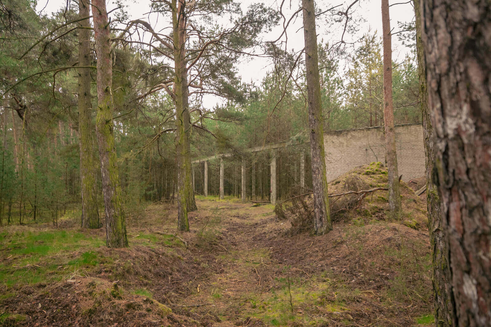 Waldszene mit alten Betonmauern, ideal für taktische Airsoft-Geländespiele.