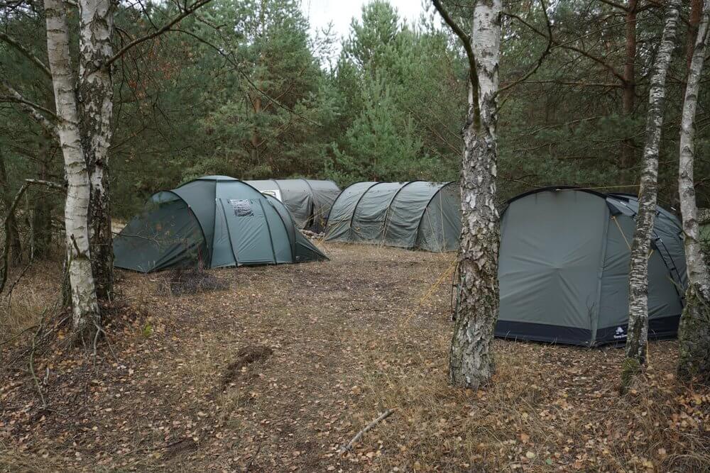 Grüne Zelte in einem bewaldeten Lagerplatz zwischen Birken im Freien.
