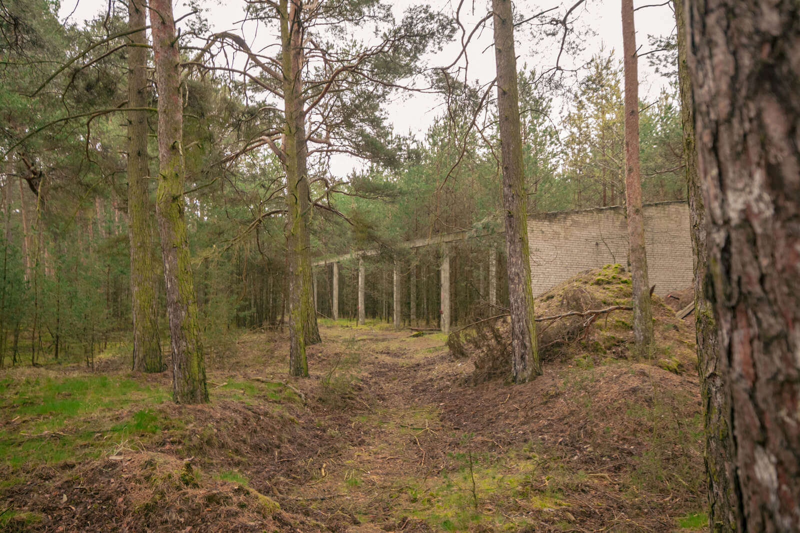 Waldgebiet mit alten Mauern, ideal als Airsoft-Spielfeld durch natürliche Deckung und urbanes Element.